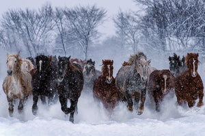 Horse chase - Masashi Takada Photography